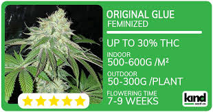 Unlocking the Benefits of Growing Marijuana Seeds Oklahoma